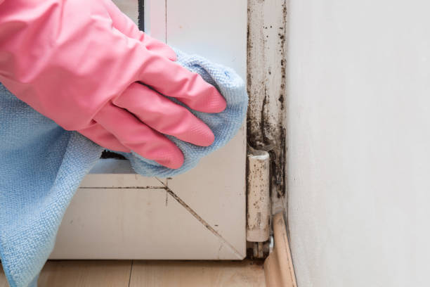 Best Attic Mold Removal  in Cabin John, MD